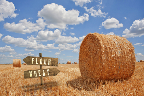 Acme Global – Rice & Grain Export